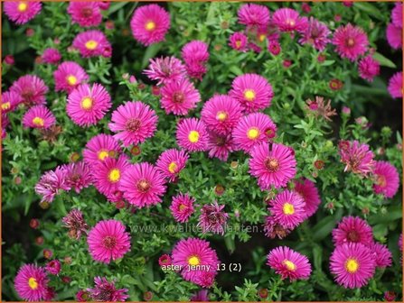 Aster &#039;Jenny&#039; | Aster