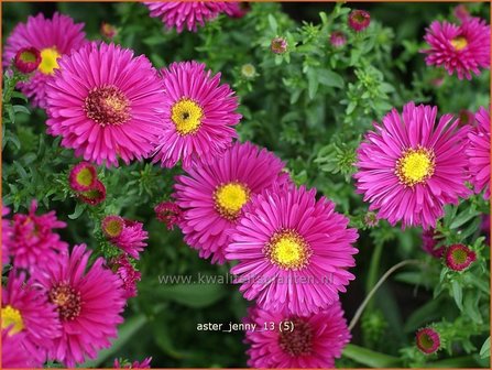 Aster &#039;Jenny&#039; | Aster