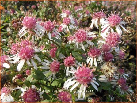 Aster lateriflorus &#039;Horizontalis&#039; | Aster