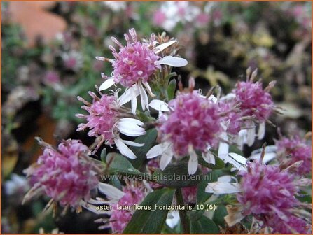 Aster lateriflorus &#039;Horizontalis&#039; | Aster