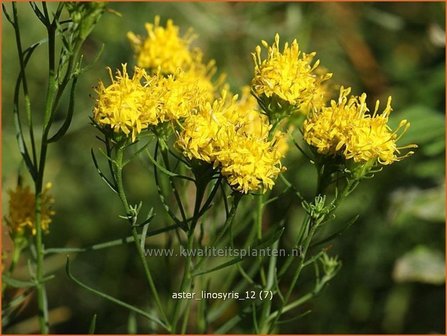 Aster linosyris | Aster | Goldhaar-Aster