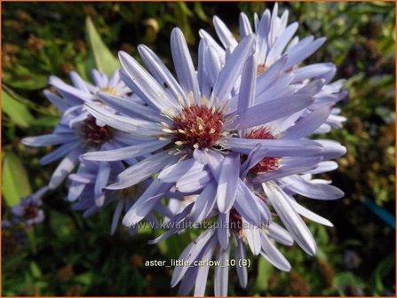 Aster &#039;Little Carlow&#039; | Aster | Aster