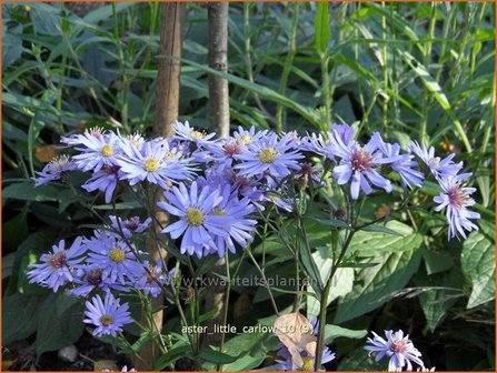 Aster &#039;Little Carlow&#039; | Aster | Aster