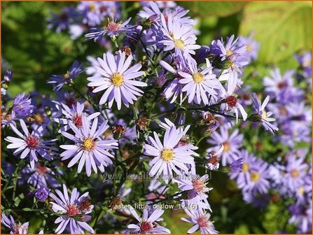 Aster &#039;Little Carlow&#039; | Aster | Aster