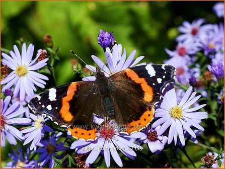 Aster &#039;Little Carlow&#039; | Aster | Aster