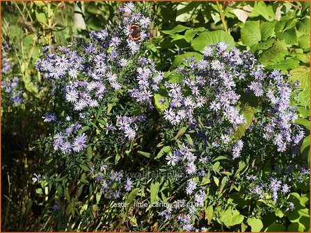 Aster &#039;Little Carlow&#039; | Aster | Aster