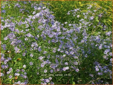 Aster &#039;Little Carlow&#039; | Aster | Aster