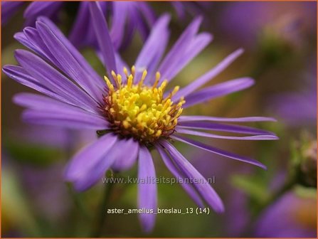 Aster amellus &amp;#39;Breslau&amp;#39;