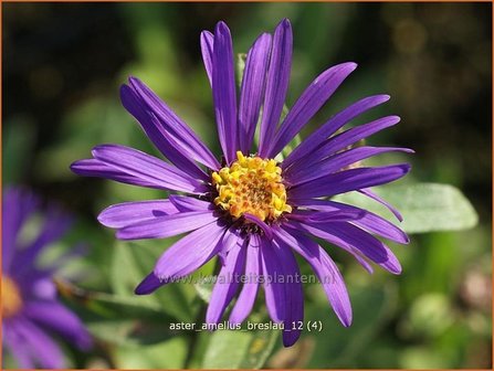 Aster amellus &#039;Breslau&#039; | Aster