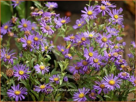 Aster amellus &amp;#39;Breslau&amp;#39;