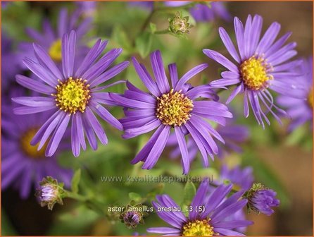 Aster amellus &amp;#39;Breslau&amp;#39;