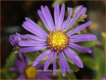 Aster amellus &amp;#39;Breslau&amp;#39;