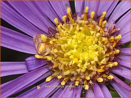 Aster amellus &amp;#39;Breslau&amp;#39;