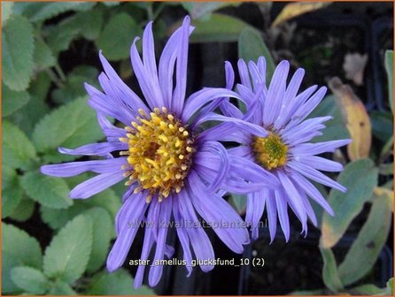 Aster amellus &#039;Glucksfund&#039; | Aster