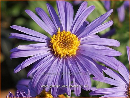 Aster amellus &#039;King George&#039; | Aster