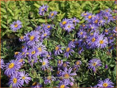 Aster amellus &#039;King George&#039; | Aster