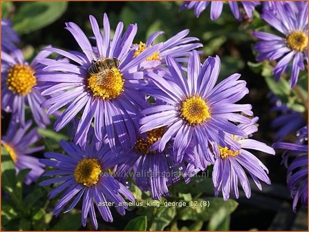 Aster amellus &#039;King George&#039; | Aster