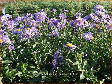 Aster amellus &#039;King George&#039; | Aster