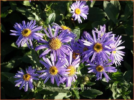 Aster amellus &#039;King George&#039; | Aster