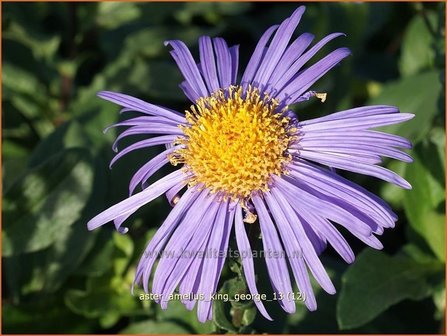 Aster amellus &#039;King George&#039; | Aster