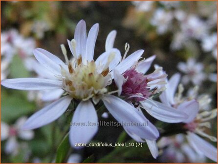 Aster cordifolius &#039;Ideal&#039; | Aster