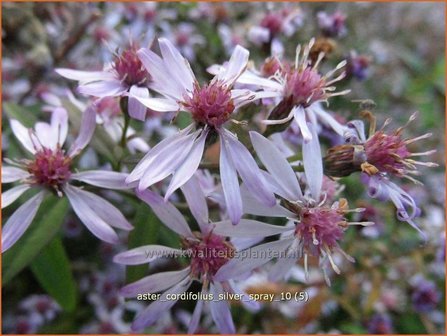 Aster cordifolius &#039;Silver Spray&#039; | Hartbladaster, Aster | Herzbl&auml;ttrige Schleier-Aster