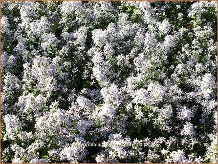 Aster cordifolius &#039;Silver Spray&#039; | Hartbladaster, Aster | Herzbl&auml;ttrige Schleier-Aster