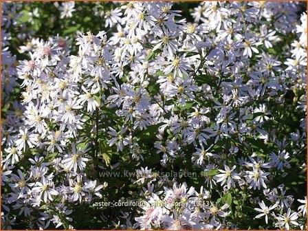 Aster cordifolius &#039;Silver Spray&#039; | Hartbladaster, Aster | Herzbl&auml;ttrige Schleier-Aster