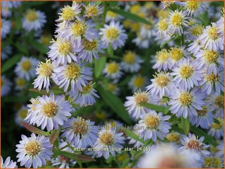 Aster ericoides &#039;Blue Star&#039; | Aster, Heideaster