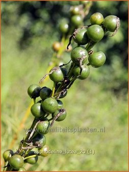 Asphodeline lutea | Gele affodil