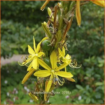 Asphodeline lutea | Gele affodil