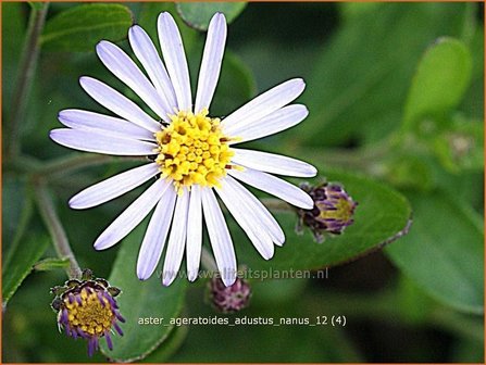 Aster ageratoides &amp;#39;Adustus Nanus&amp;#39; | Japanse dwergaster, Aster | Ageratum-&auml;hnliche Aster