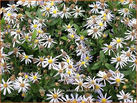 Aster ageratoides &amp;#39;Adustus Nanus&amp;#39; | Japanse dwergaster, Aster | Ageratum-&auml;hnliche Aster