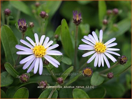 Aster ageratoides &amp;#39;Adustus Nanus&amp;#39; | Japanse dwergaster, Aster | Ageratum-&auml;hnliche Aster