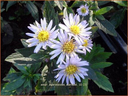 Aster ageratoides &#039;Stardust&#039; | Aster