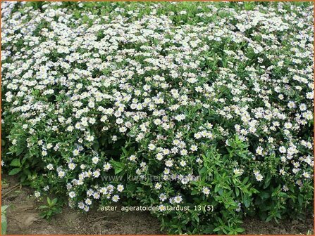 Aster ageratoides &#039;Stardust&#039; | Aster