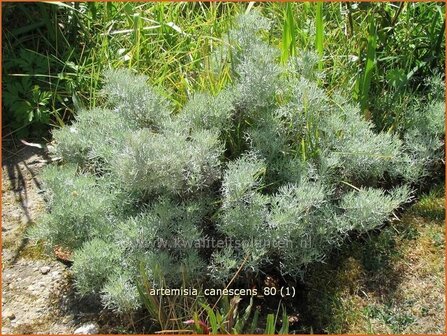 Artemisia &#039;Canescens&#039; | Alsem, Bijvoet, Edelruit