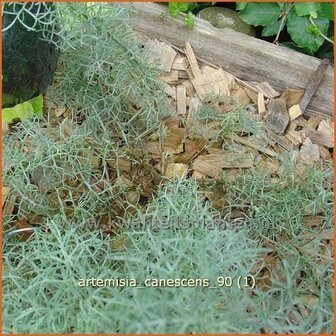 Artemisia &#039;Canescens&#039; | Alsem, Bijvoet, Edelruit