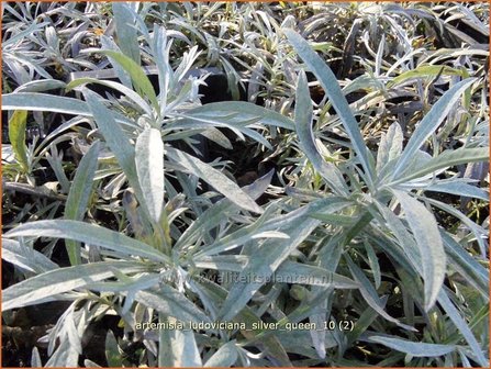 Artemisia ludoviciana &#039;Silver Queen&#039; | Alsem, Bijvoet, Edelruit