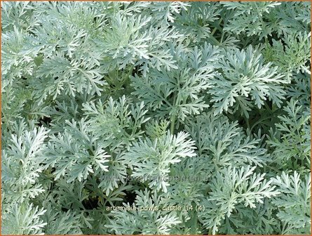 Artemisia &#039;Powis Castle&#039; | Alsem, Bijvoet, Edelruit