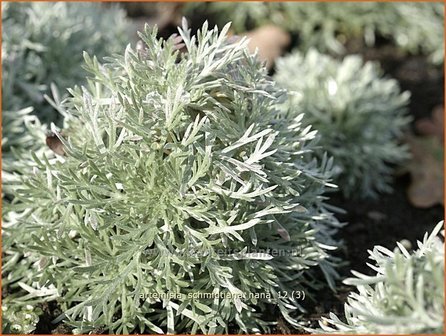 Artemisia schmidtiana &#039;Nana&#039; | Alsem, Bijvoet, Edelruit