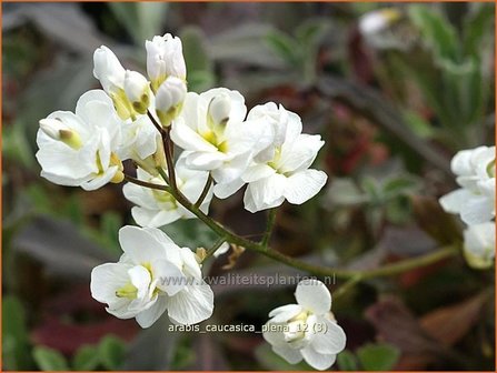 Arabis caucasica &#039;Plena&#039; | Randjesbloem, Rijstebrij