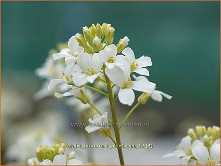 Arabis procurrens &#039;Neuschnee&#039; | Randjesbloem, Rijstebrij