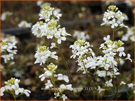 Arabis procurrens &#039;Neuschnee&#039; | Randjesbloem, Rijstebrij