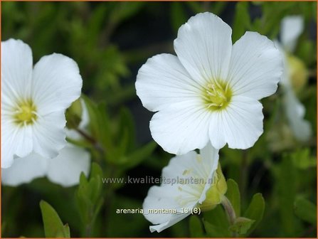 Arenaria montana | Zandkruid