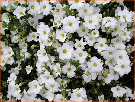 Arenaria montana | Zandkruid