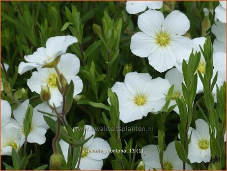 Arenaria montana | Zandkruid