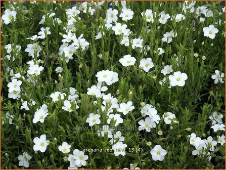 Arenaria montana | Zandkruid