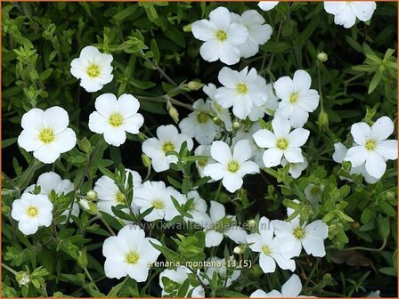 Arenaria montana | Zandkruid