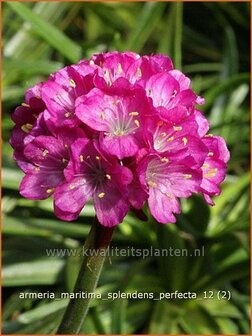 Armeria maritima &#039;Splendens Perfecta&#039; | Engels gras